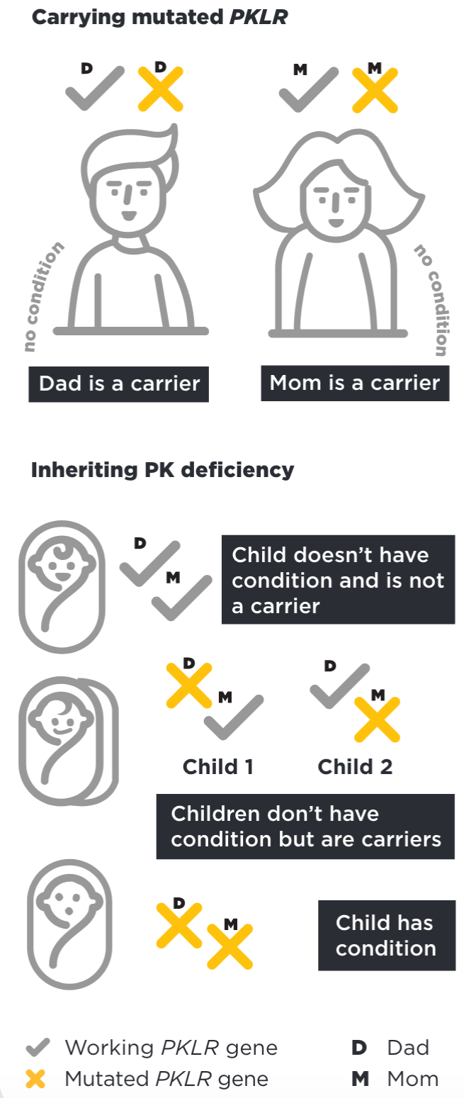 Parents Who Carry PK Deficiency Can Pass It to Their Children