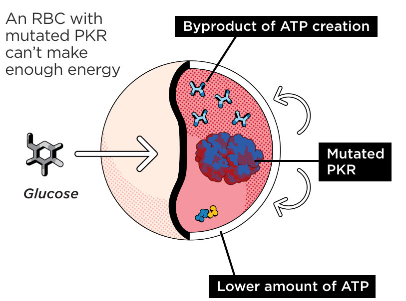 Red Blood Cell with Mutated PKR