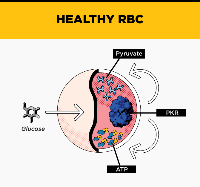 Healthy RBC