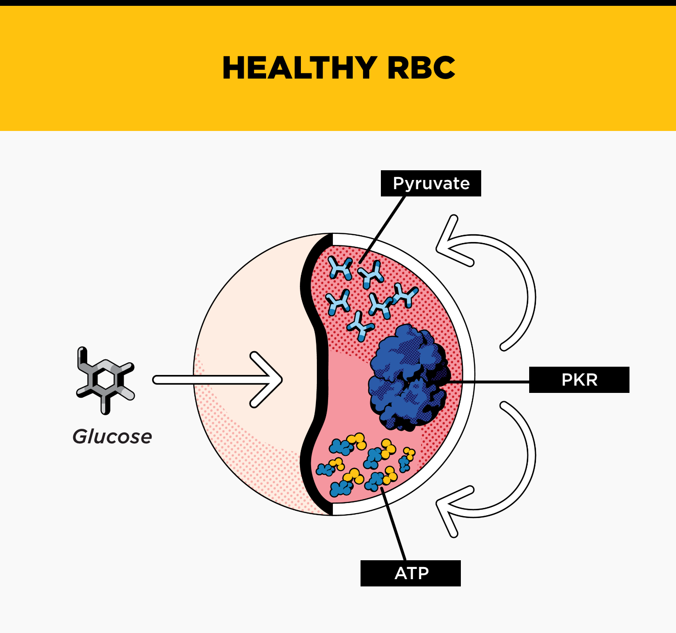 Healthy RBC