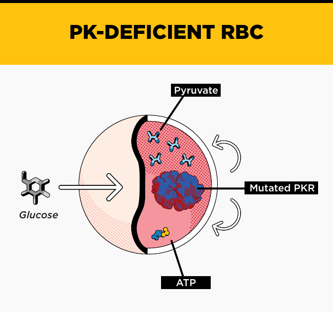 PK Deficient RBC