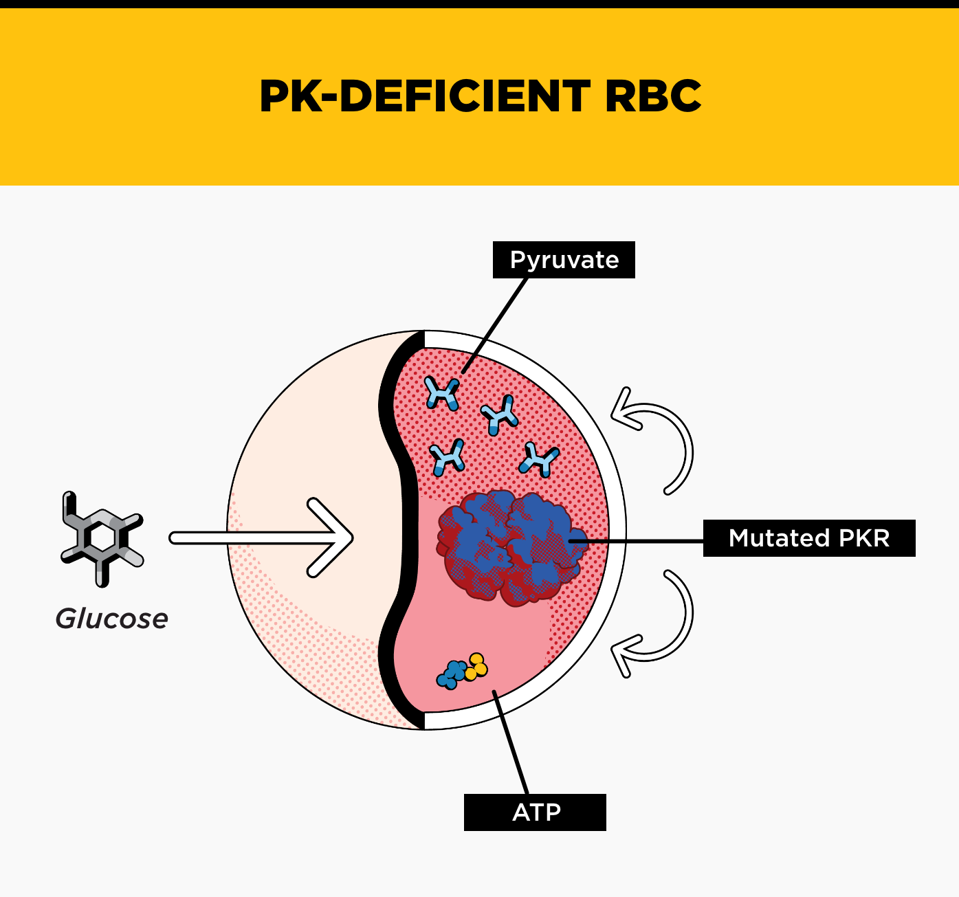 PK Deficient RBC